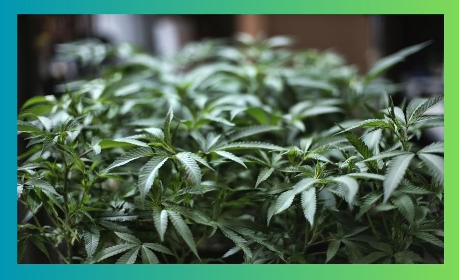 cannaboyz reviews